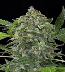 White Cheese Automatic by Dinafem Seeds