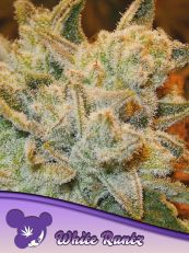 White Runtz Feminized Anesia Seeds