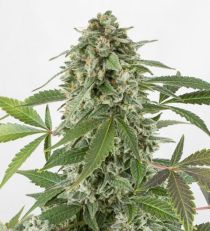 White Widow Automatic by Dinafem Seeds