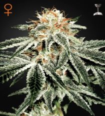 White Widow Feminized Marijuana Seeds