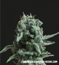 White Widow 47 by Kalashnikov Seeds 