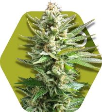 Amnesia Haze XL by Zambeza Seeds