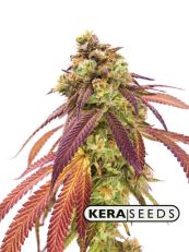 Zkittles Autoflower - Kera Seeds