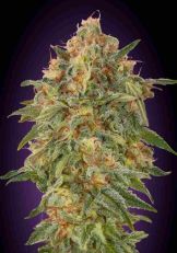 Zkittles Feminized - Advanced Seeds